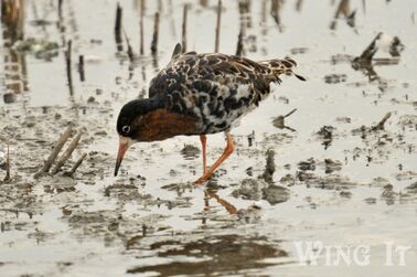 Ruff (S.Allen)