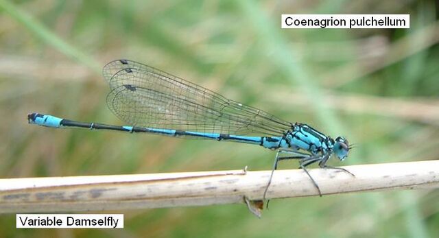 File:Variable Damselfly.jpg