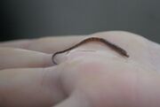 Worm Pipefish