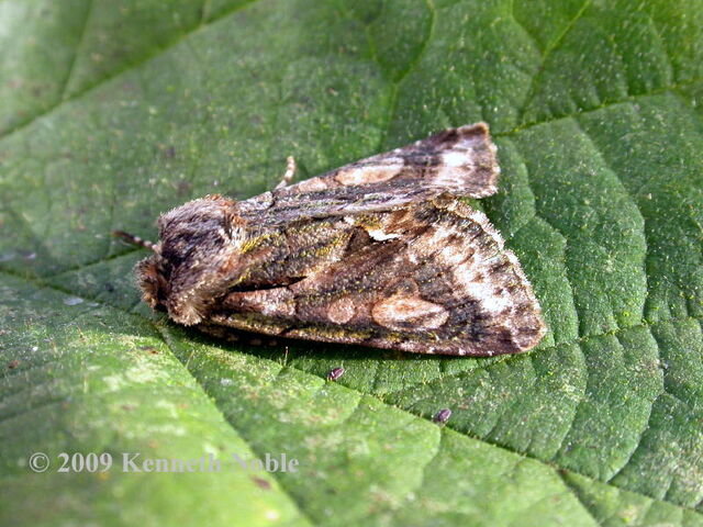 File:Green-brindled crescent ex9080 (800).jpg