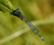 Common Blue damselfly