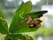 Aquilegia leaf