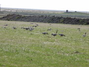 Pink-footed Geese