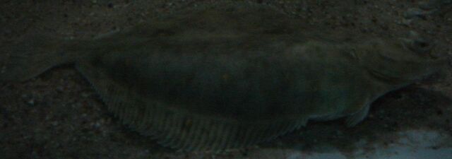 File:Lemon Sole.jpg