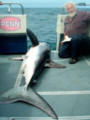 Porbeagle shark