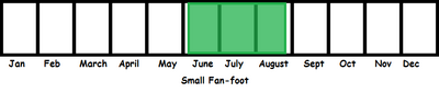Small Fan-foot TL