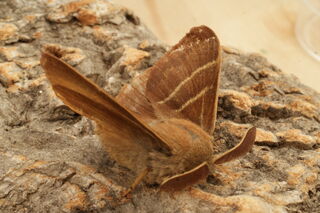 Fox Moth 1