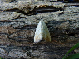 Evergestis extimalis