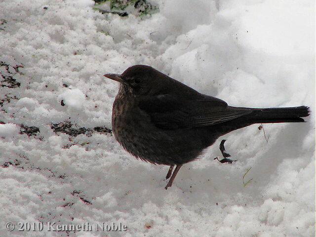 File:Blackbird (2).jpg