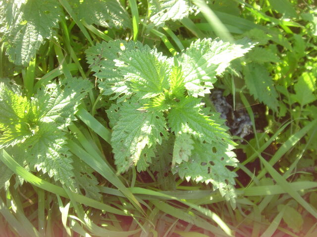 File:Stinging nettles.jpg