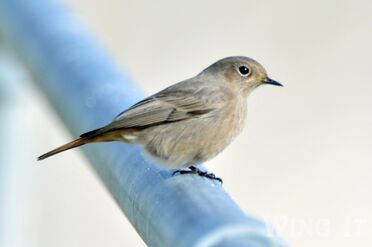 Black Redstart (S.Allen)