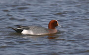 Wigeon