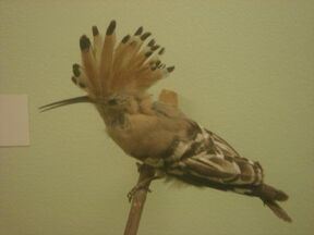 Hoopoe