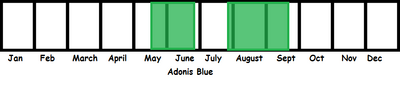 Adonis Blue TL