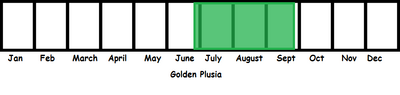 Golden PLusia TL