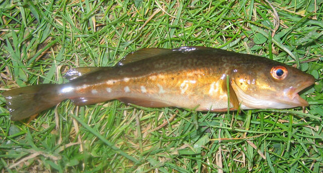 File:Baby Cod Lochaline.jpg