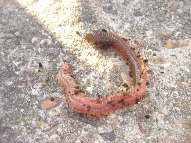 File:Ragworm1.jpg