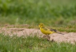Yellow Wagtail