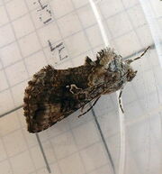 Scarce silver-Y