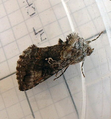 File:Scarce silver-Y.jpg