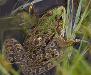Marsh Frog
