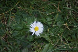 Daisy Flower