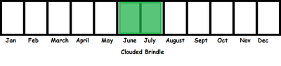 Clouded Brindle TL
