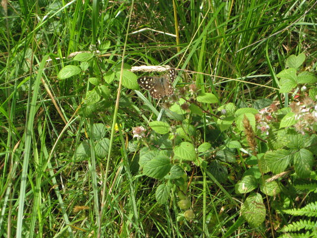 File:Speckled Wood.jpg