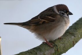Birds.2009 709