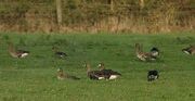 White fronted Geese