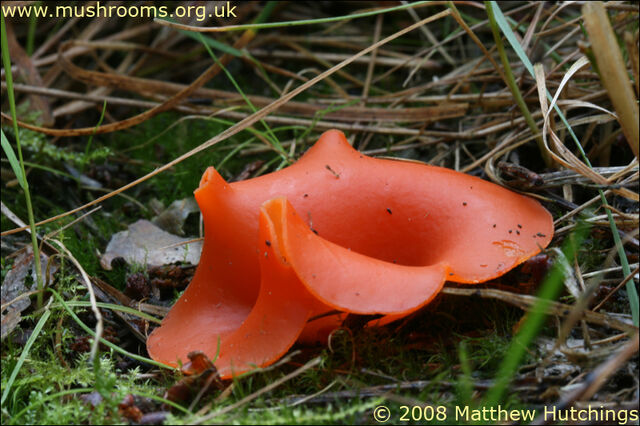 File:Orange peel.jpg