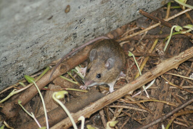 File:Woodmouse.jpg