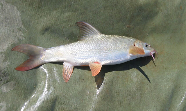 File:Barbel hunt.jpg