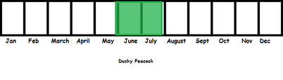 Dusky Peacock Moth TL