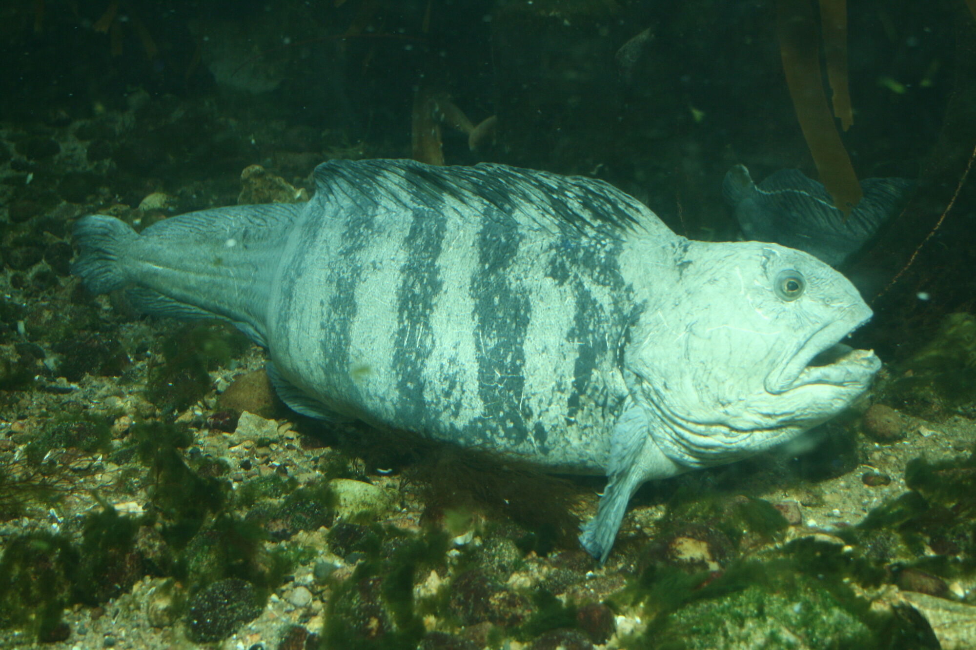 Wolf-fish | British Wildlife Wiki | FANDOM powered by Wikia