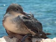 Puffinus mauretanicus