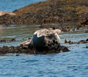 Seal
