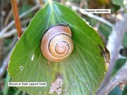 Brown Lipped Snail2