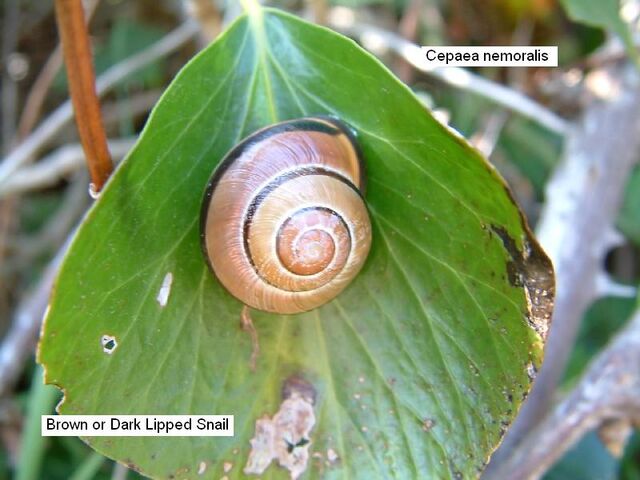 File:Brown Lipped Snail2.jpg