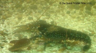 Common Lobster