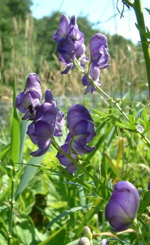 Aconitum napellus