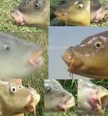 Carp Barbels