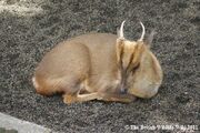 Muntjac Deer