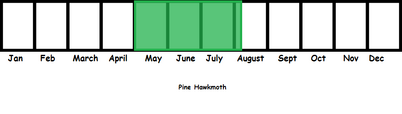 Pine Hawmoth TL