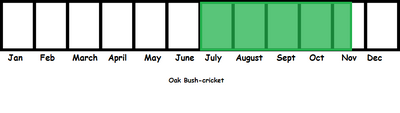 Oak Bush-cricket TL
