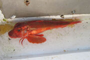 Red Gurnard 1-0