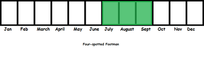 Four-spotted Footman TL