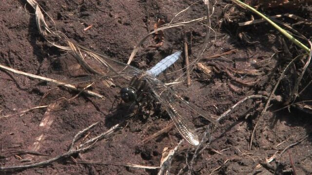 File:Keeled Skimmer.jpg