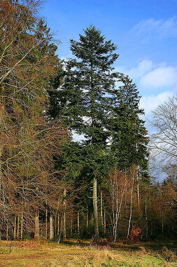 Firtree