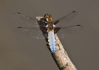 Broad Bodied Chaser